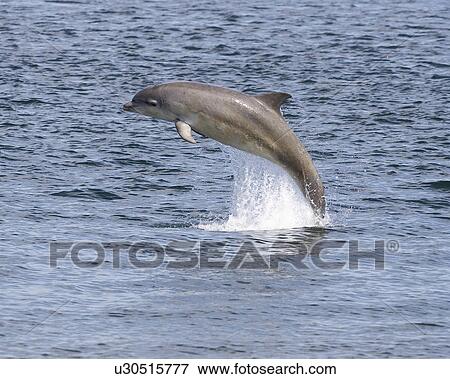 dolphin breach august beautiful bright brilliant View Large Photo Image Stock Photo - dolphin breach august beautiful bright brilliant. Fotosearch