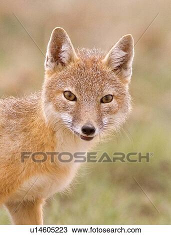 Stock Image -  family adult swift fox pawnee national colorado. Fotosearch