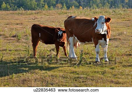 Stock Image -  family baby cow calf standing in grassy pasture. Fotosearch