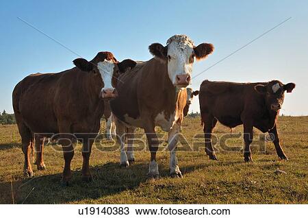 family baby summer two cows calf looking forward View Large Photo Image Stock Image - family baby summer two cows calf looking forward. Fotosearch