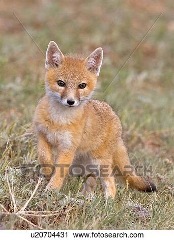 Stock Image -  family baby swift fox kit pawnee national kits. Fotosearch