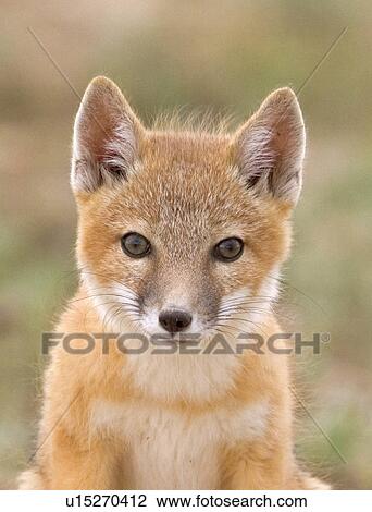 family baby swift fox kit3 pawnee national kit View Large Photo Image Stock Image - family baby swift fox kit3 pawnee national kit. Fotosearch