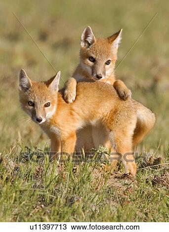 Stock Image -  family baby swift fox kits playing 2 pawnee foxes. Fotosearch