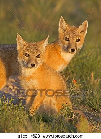 family baby swift fox kits sunset pawnee kit View Large Photo Image Stock Photo - family baby swift fox kits sunset pawnee kit. Fotosearch