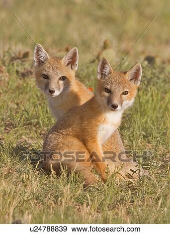 family baby swift fox kits2 pawnee national kits View Large Photo Image Stock Photo - family baby swift fox kits2 pawnee national kits. Fotosearch
