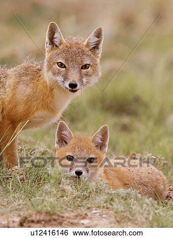 family baby swift fox mom kit pawnee national View Large Photo Image Stock Photograph - family baby swift fox mom kit pawnee national. Fotosearch