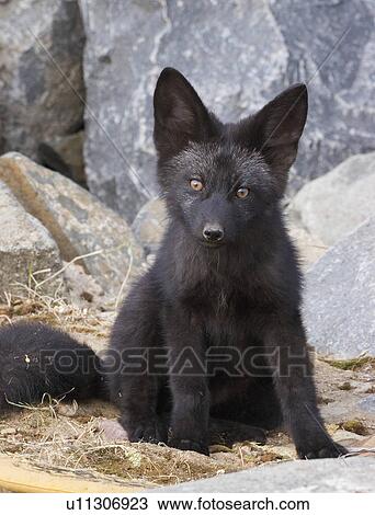 Stock Image -  family black phase red fox den3 boulder colorado. Fotosearch