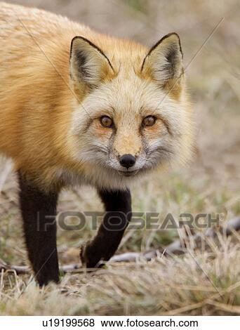 family red fox closeup wheat ridge colorado View Large Photo Image Stock Photo - family red fox closeup wheat ridge colorado. Fotosearch