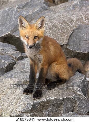 family red fox den boulder colorado foxes north View Large Photo Image Stock Image - family red fox den boulder colorado foxes north. Fotosearch