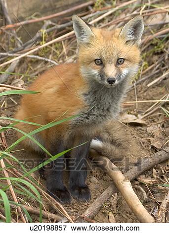 family red fox kit den2 wheat ridge colorado View Large Photo Image Stock Photo - family red fox kit den2 wheat ridge colorado. Fotosearch