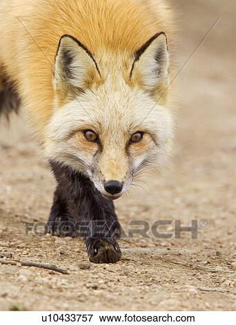 family red fox stalking wheat ridge colorado View Large Photo Image Stock Photo - family red fox stalking wheat ridge colorado. Fotosearch