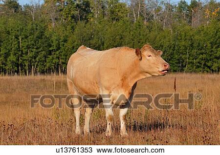 female cow calling for calf beef animal View Large Photo Image Stock Image - female cow calling for calf beef animal. Fotosearch