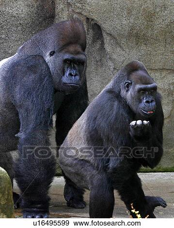 female silverback lowland gorilla cincinnati zoo View Large Photo Image Stock Photo -  female silverback lowland gorilla cincinnati zoo. Fotosearch