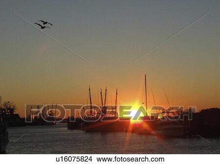 Picture -  fishing boats pelicans in charleston sc america. Fotosearch
