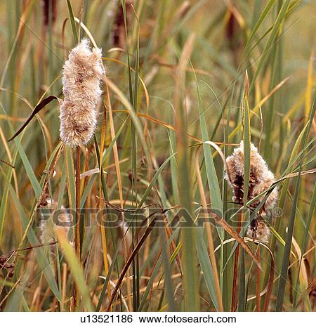 flower family nature common cattails marsh plant View Large Photo Image Stock Photograph - flower family nature common cattails marsh plant. Fotosearch