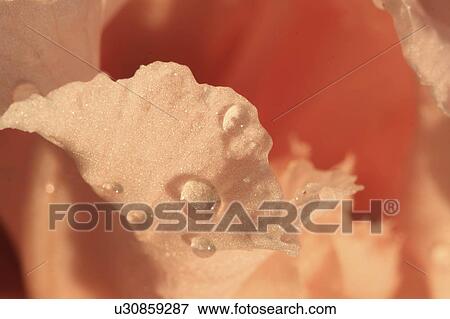 Stock Photo -  flower nature bloom color dew garden grow iris. Fotosearch