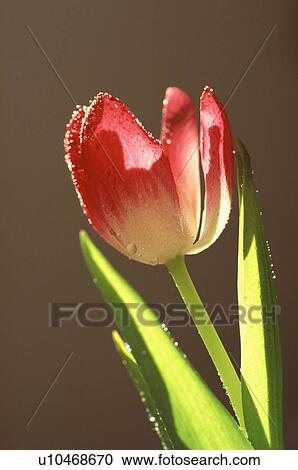 flower nature tulip bloom blooming blossom dew View Large Photo Image Stock Image - flower nature tulip bloom blooming blossom dew. Fotosearch