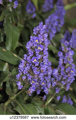 Stock Photo -  flower purple painet. Fotosearch
