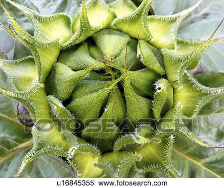 flowers alberta buds canada helianthus annuus View Large Photo Image Stock Photography - flowers alberta buds canada helianthus annuus. Fotosearch
