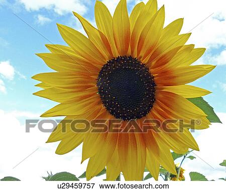 Stock Photo -  flowers alberta canada helianthus annuus lacombe. Fotosearch