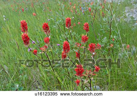 flowers lush meadow full indian paintbrush wild View Large Photo Image Stock Photography - flowers lush meadow full indian paintbrush wild. Fotosearch