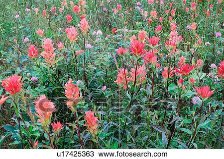 flowers meadow full wild indian paintbrush in 2 View Large Photo Image Stock Image - flowers meadow full wild indian paintbrush in 2. Fotosearch