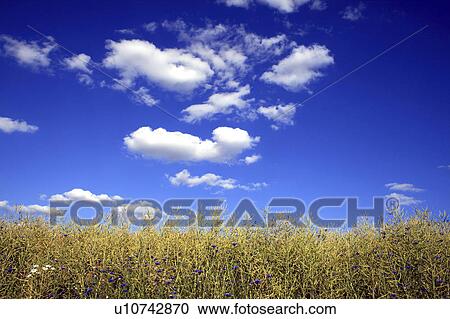 Stock Image -  flowers nature rapeseed field useful plant eats. Fotosearch