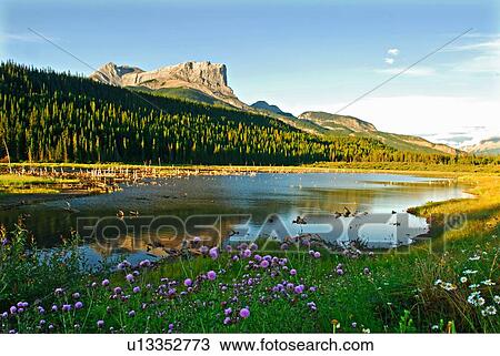 flowers summer nature face landscape roche View Large Photo Image Stock Image - flowers summer nature face landscape roche . Fotosearch