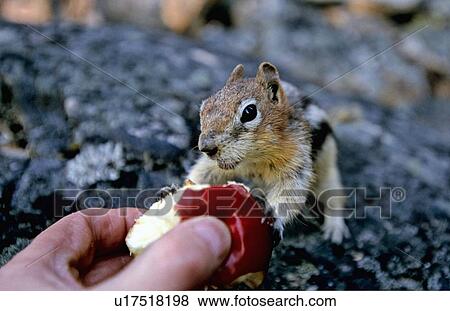 food hand nature ground squirrel takes bite out View Large Photo Image Stock Photo - food hand nature ground squirrel takes bite out. Fotosearch