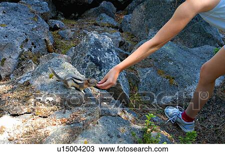 Stock Image -  food hand nature person ground squirrel berry 3. Fotosearch