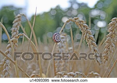 Stock Photography -  food nature snail shell field heads grain stalk. Fotosearch