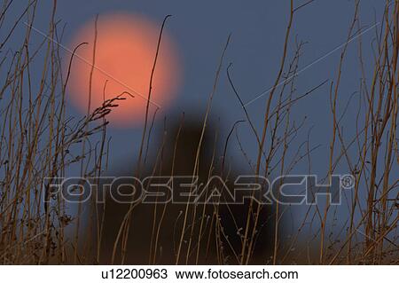 full moon over old barn grasses weathered wood View Large Photo Image Stock Image -  full moon over old barn grasses weathered wood. Fotosearch