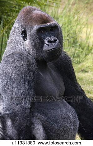 Stock Image -  gorilla male portrait . Fotosearch