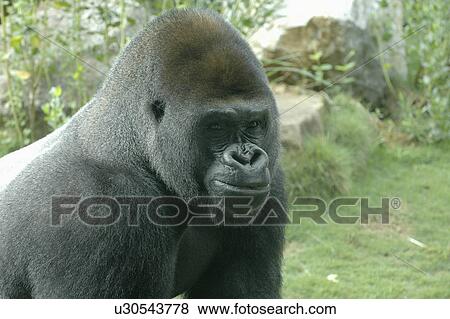 Stock Photo -  gorilla portrait. Fotosearch