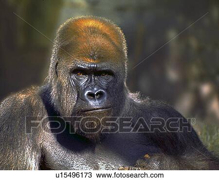 gorilla primates apes portrait View Large Photo Image Stock Image - gorilla primates apes portrait . Fotosearch