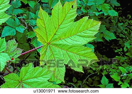 green leaves stems sharp thorns cluster wild View Large Photo Image Stock Image - green leaves stems sharp thorns cluster wild. Fotosearch