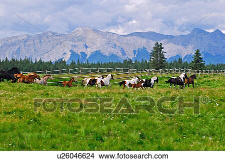 herd domestic horses running in lush meadow View Large Photo Image Picture - herd domestic horses running in lush meadow. Fotosearch