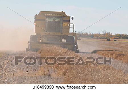 horozontal front view combine harvester raw View Large Photo Image Stock Image - horozontal front view combine harvester raw . Fotosearch