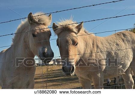 horse two young horses looking through pasture View Large Photo Image Stock Image - horse two young horses looking through pasture. Fotosearch