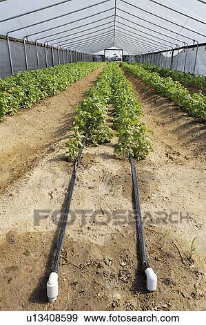 house commercial herb farm rows sweet basil View Large Photo Image Stock Photo - house commercial herb farm rows sweet basil. Fotosearch