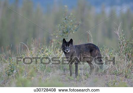 Stock Photo -  large adult black colored wild wolf standing eye. Fotosearch