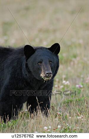 Stock Image -  large black bear feeding some clover in secluded. Fotosearch