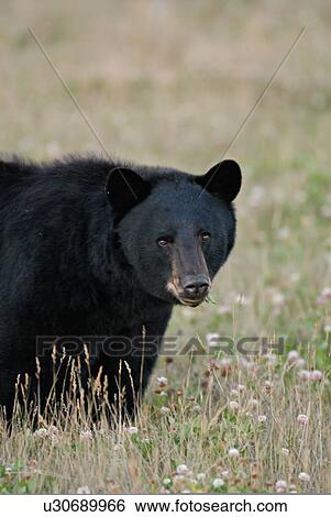 Stock Photograph -  large black bear feeding some clover in secluded. Fotosearch