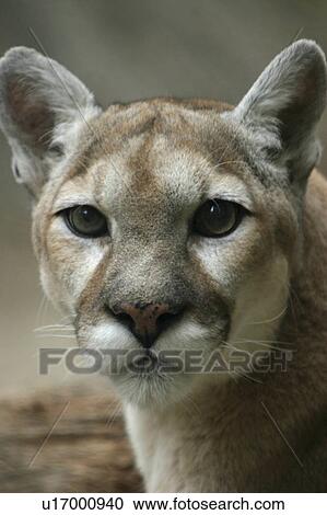 lion portrait View Large Photo Image Stock Image - lion portrait . Fotosearch