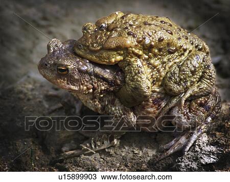 Stock Image -  love big frogs mating horny toads . Fotosearch