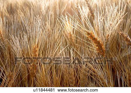 macro horozontal image farm field full golden View Large Photo Image Stock Image - macro horozontal image farm field full golden. Fotosearch