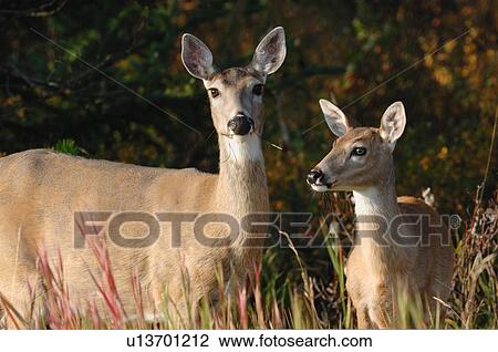 Stock Image -  mother fawn whitetail deer portrait animal. Fotosearch