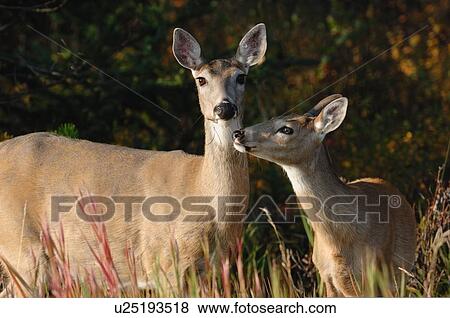 Stock Photo -  mother fawn whitetail deer portrait animal. Fotosearch