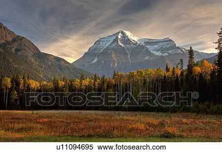 Stock Photography -  mount robson in autumn meadow field lodgepole. Fotosearch