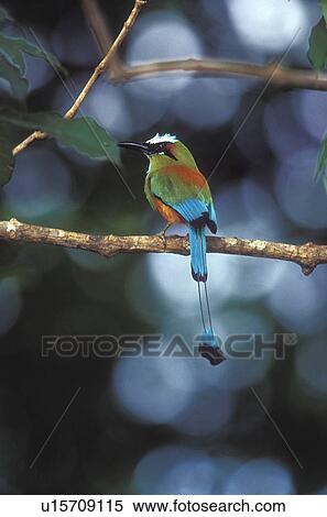 Stock Photography -  national bird el salvador torogoz or motmot. Fotosearch
